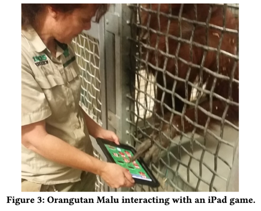 Design objective 1: Develop a digital installation to provide enhanced, varied enrichment for orangutans at Melbourne Zoo